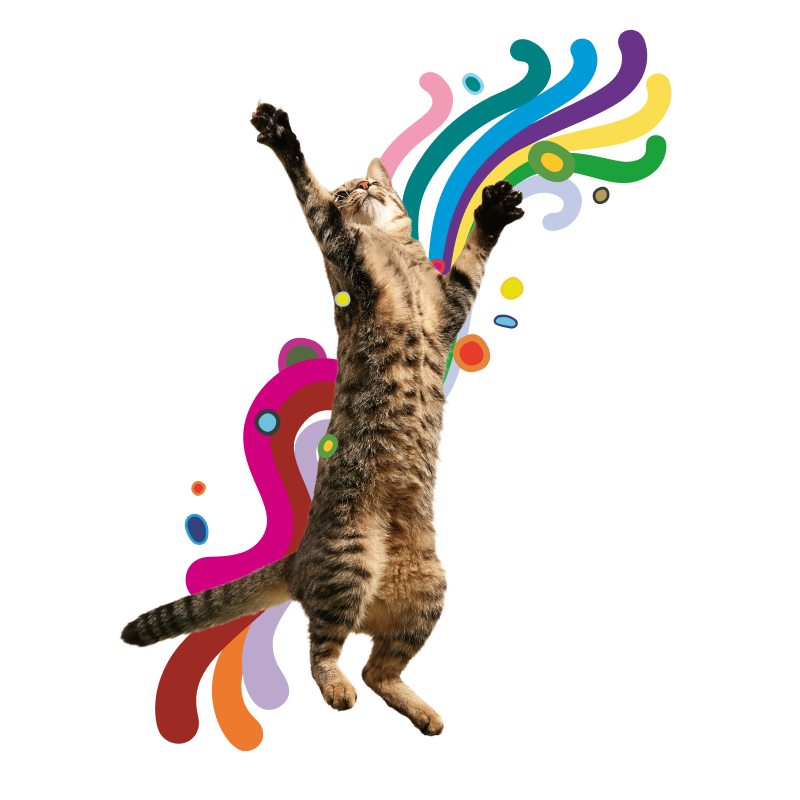 Brown cat jumping up with a colourful background behind him