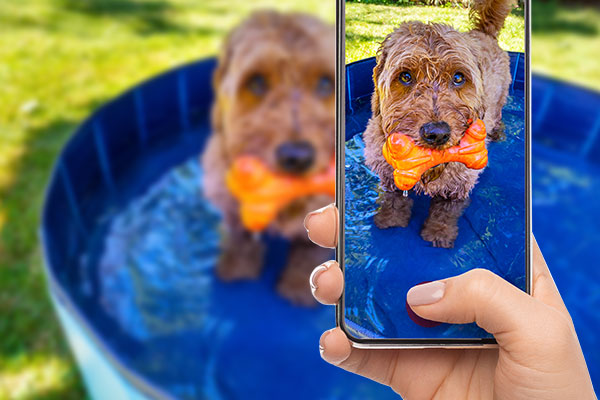 Image of a dog captured on a phone